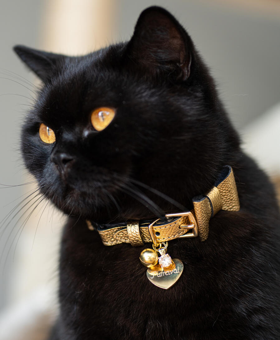 Purrcival Cat Purrcival Cat