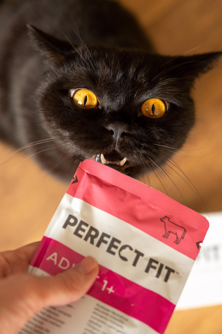 Cat Model - Purrfect Fit Cat Model - Purrfect Fit
