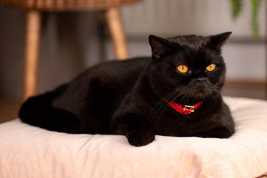 Cat Model - Purrfect Fit Cat Model - Purrfect Fit